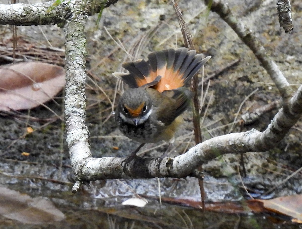 Australian Rufous Fantail - ML645293448