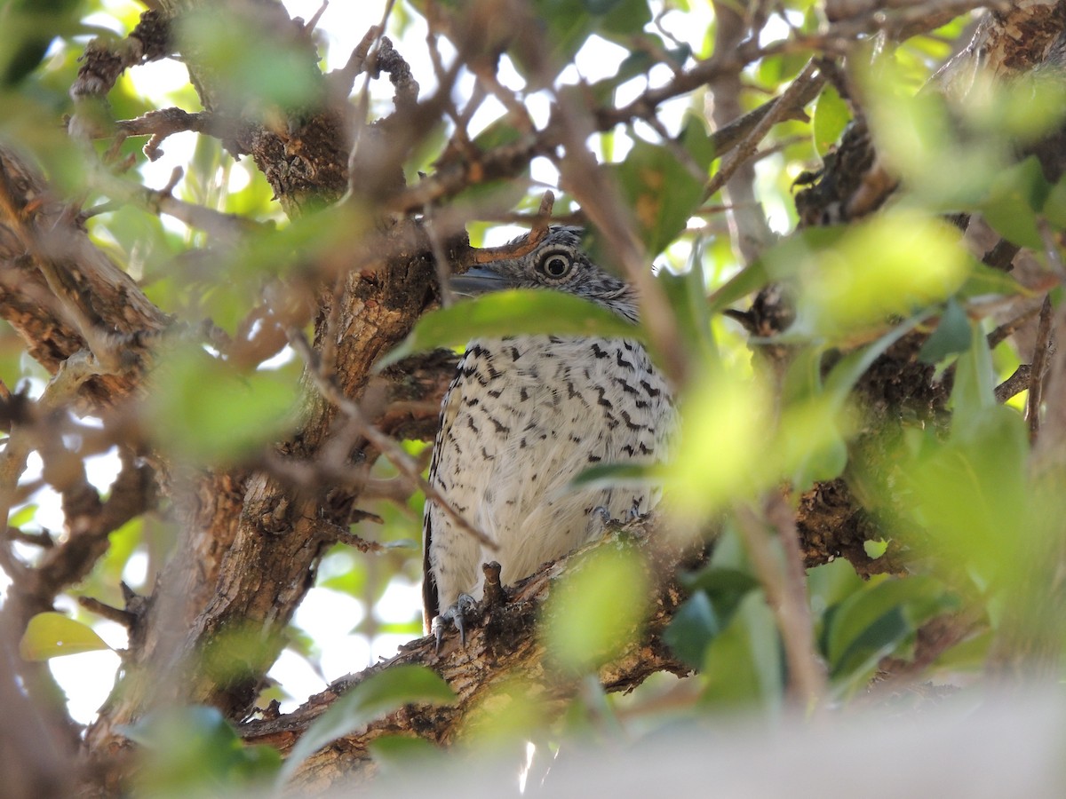 Batará Barrado - ML645293461