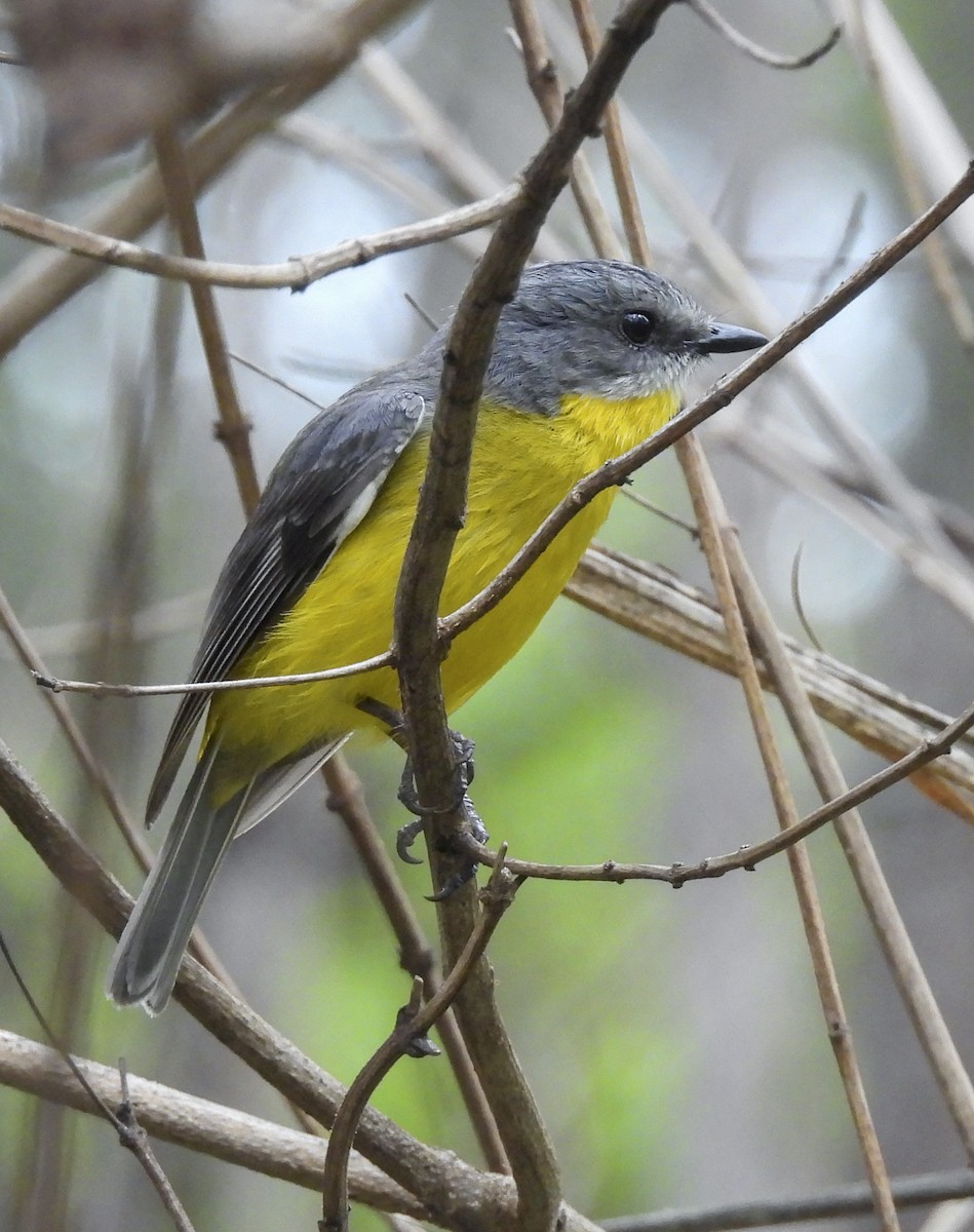 lejsčík žlutý - ML645293464