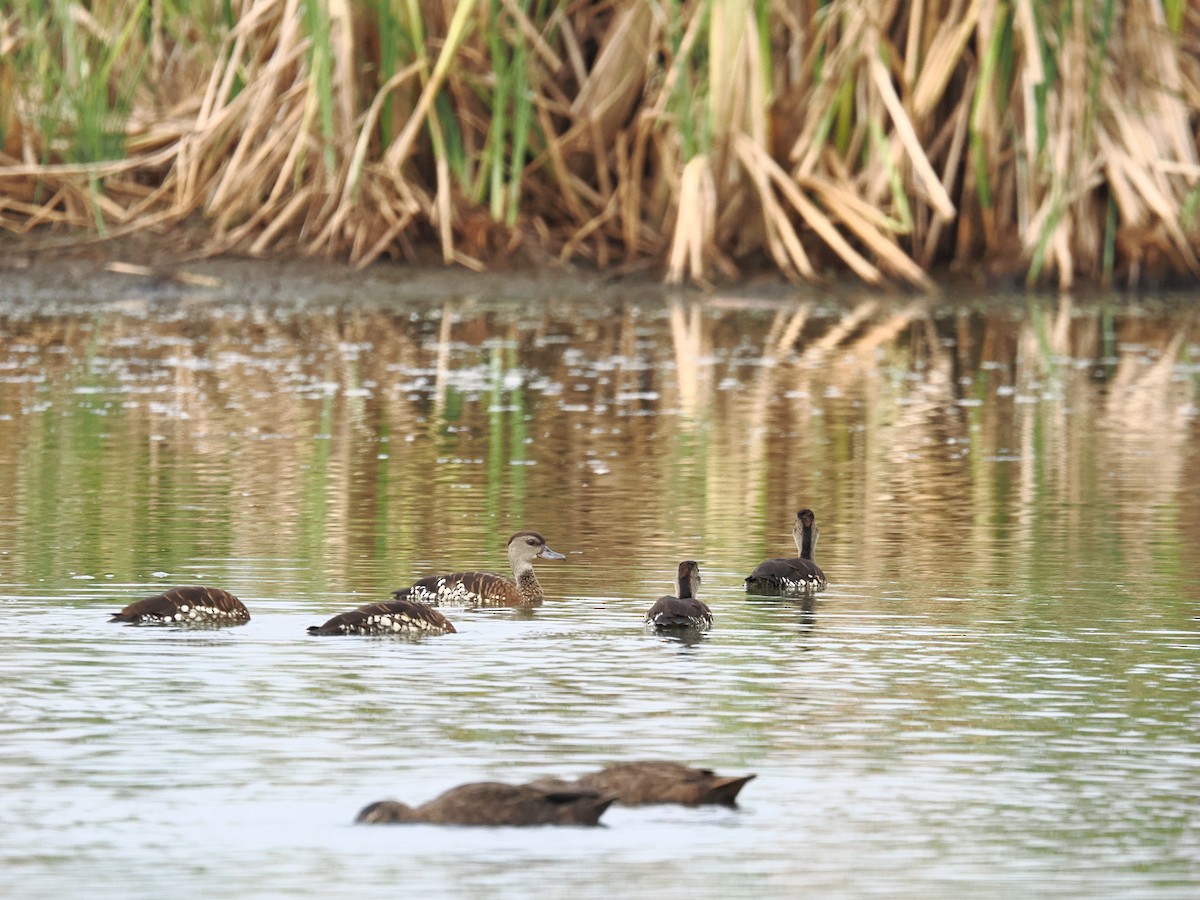 Spotted Whistling-Duck - ML645293472