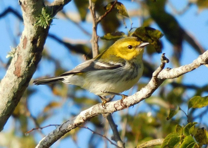 Black-throated Green Warbler - ML645293476