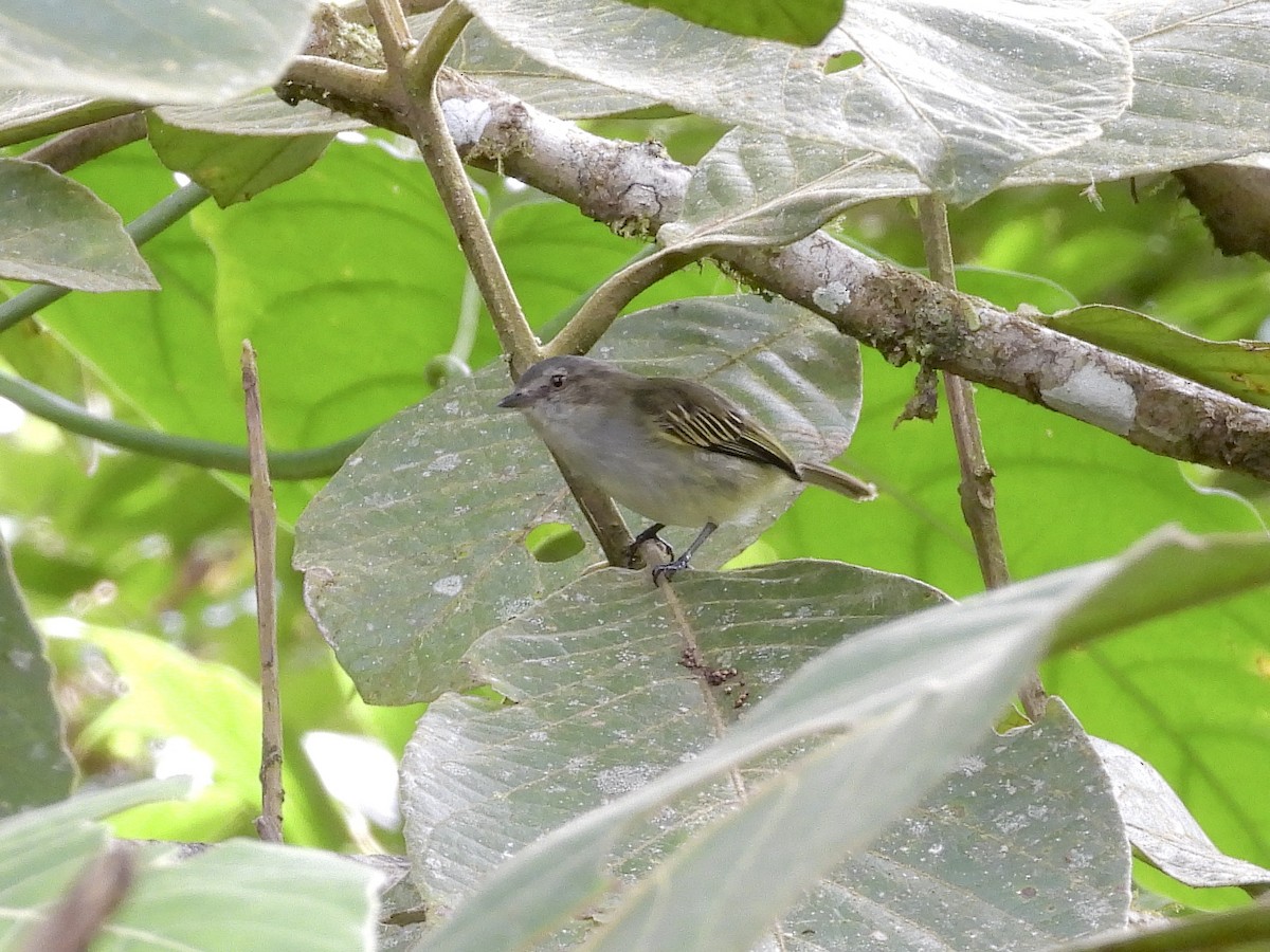 Mistletoe Tyrannulet - ML645293484