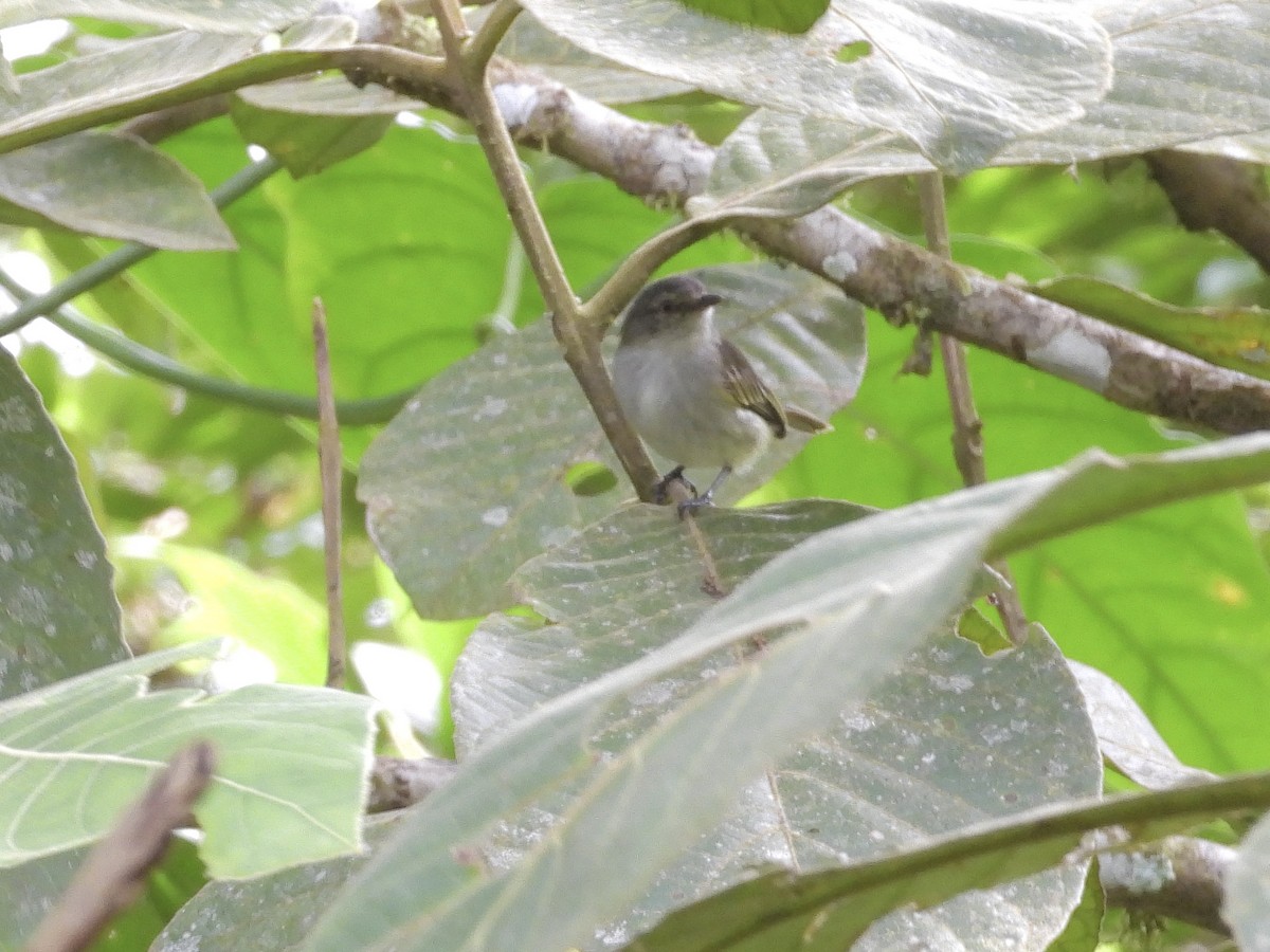 Mistletoe Tyrannulet - ML645293485