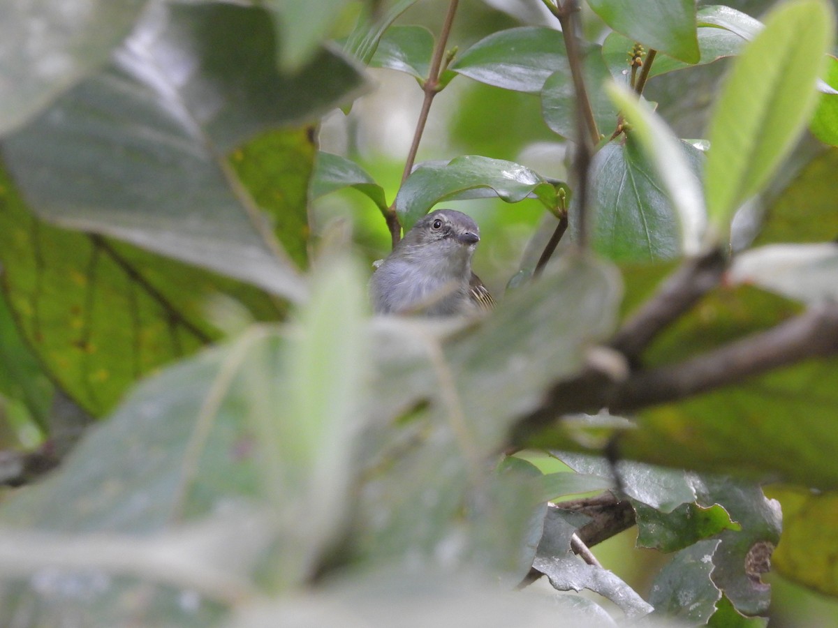 Mistletoe Tyrannulet - ML645293486