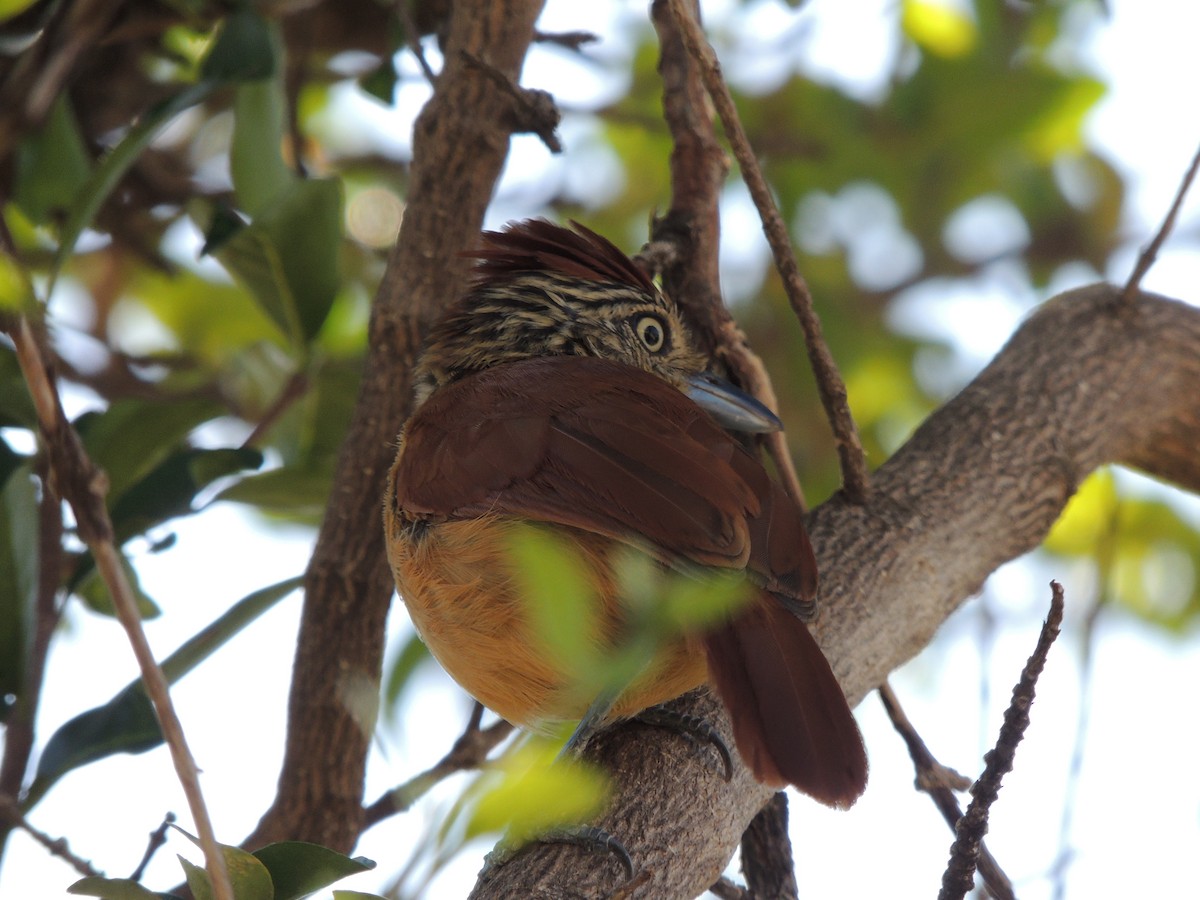 Batará Barrado - ML645293487