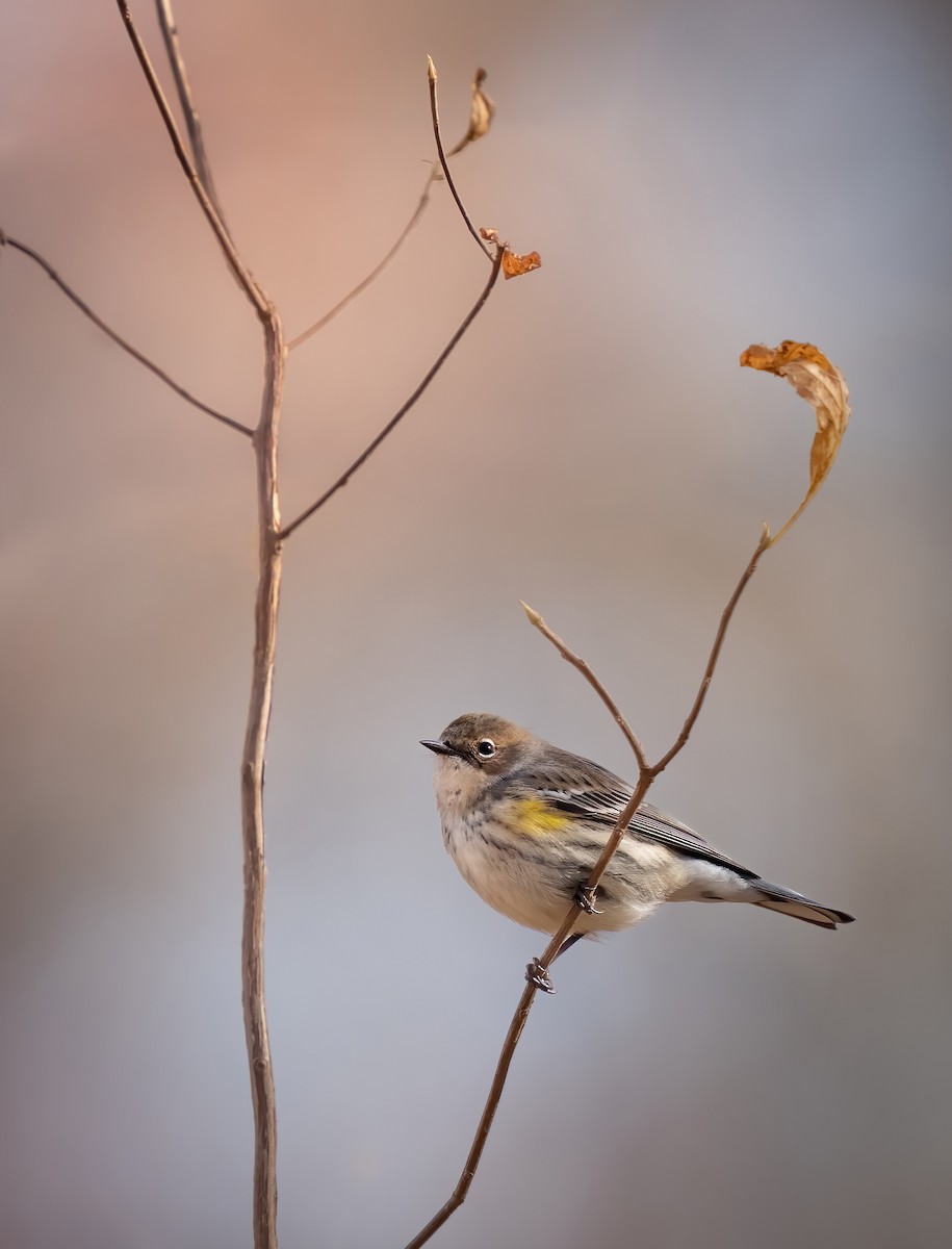 Yellow-rumped Warbler - ML645293524