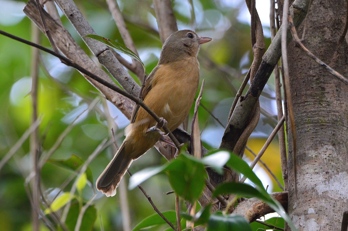 Little Shrikethrush (Rufous) - ML645293529