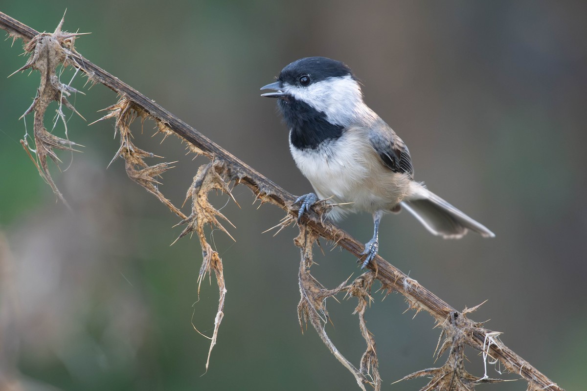 Carolina Chickadee - ML645293535