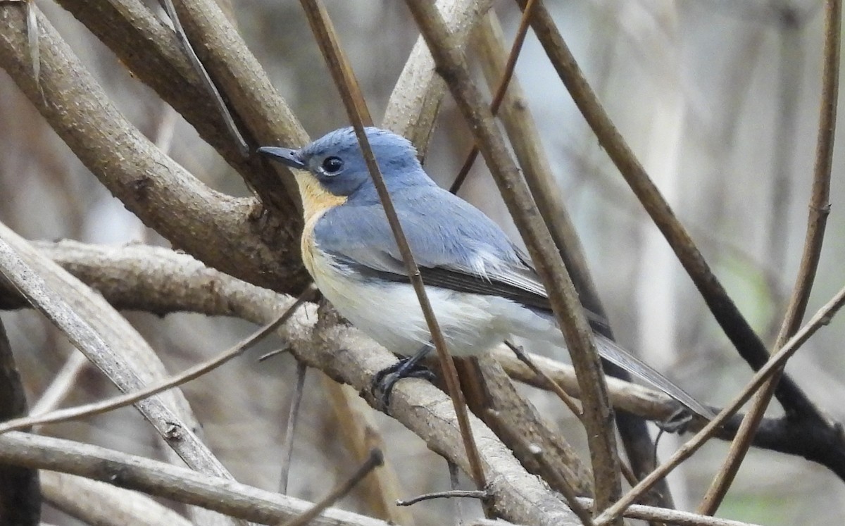 Leaden Flycatcher - ML645293538