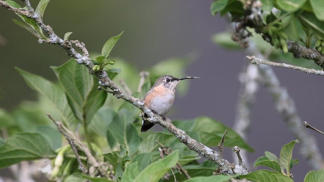 Purple-collared Woodstar - ML645293552