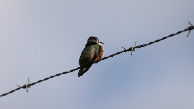 Purple-collared Woodstar - ML645293554