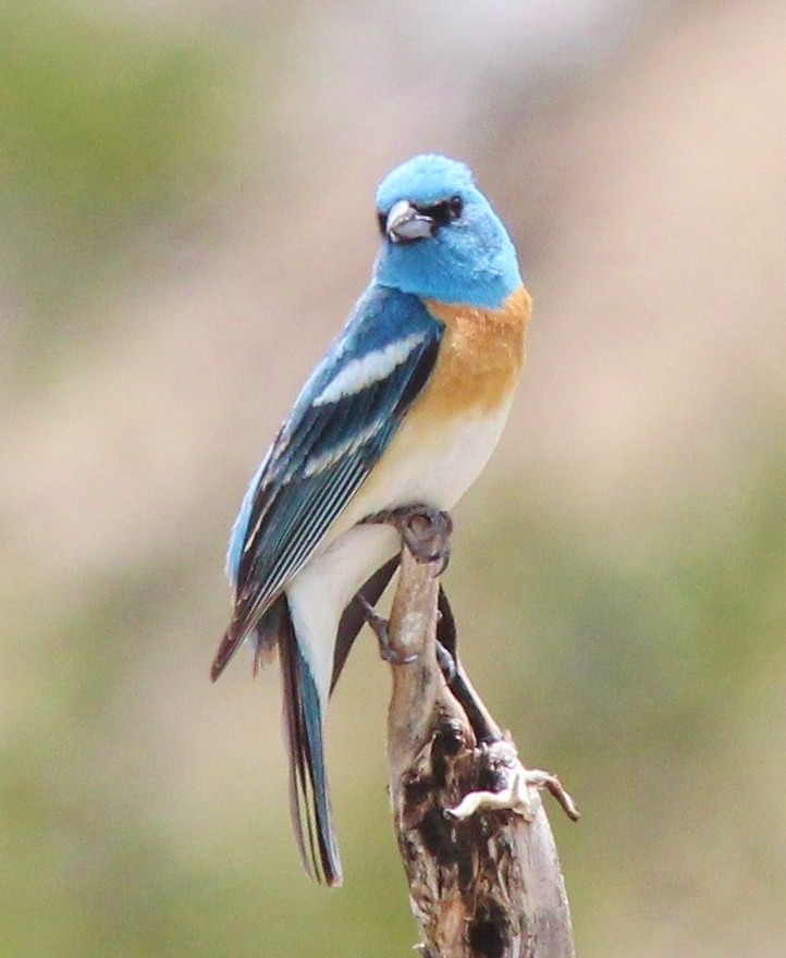 Lazuli Bunting - ML645293557