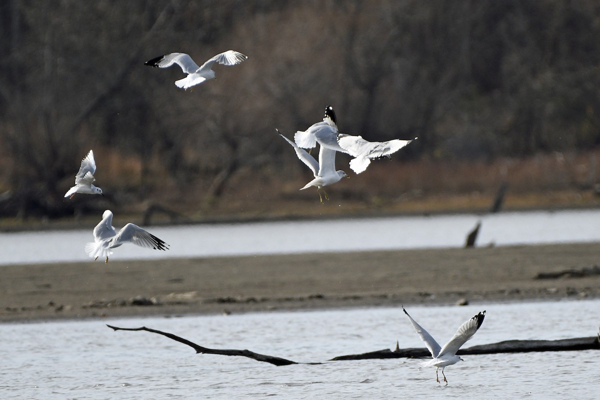 gull sp. - ML645293558