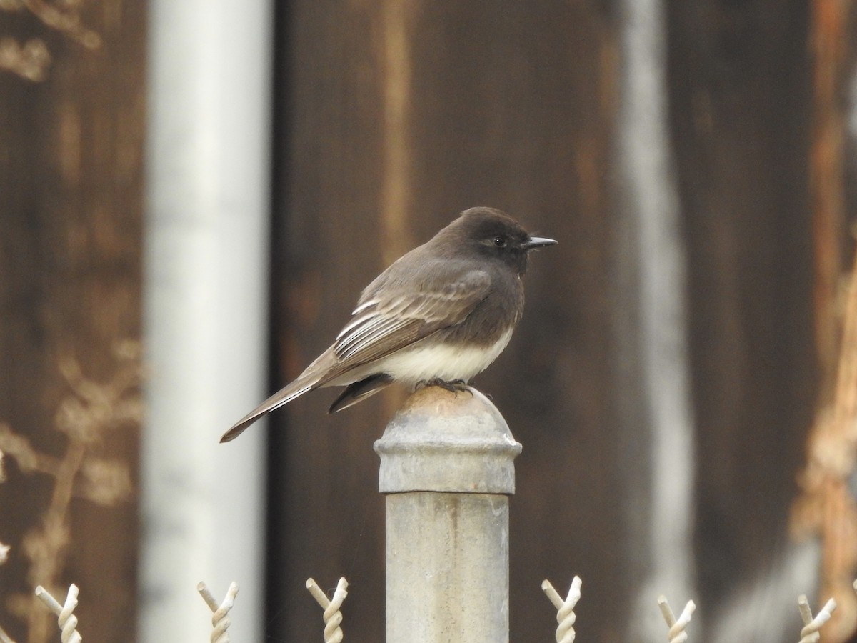 Black Phoebe - ML645293559