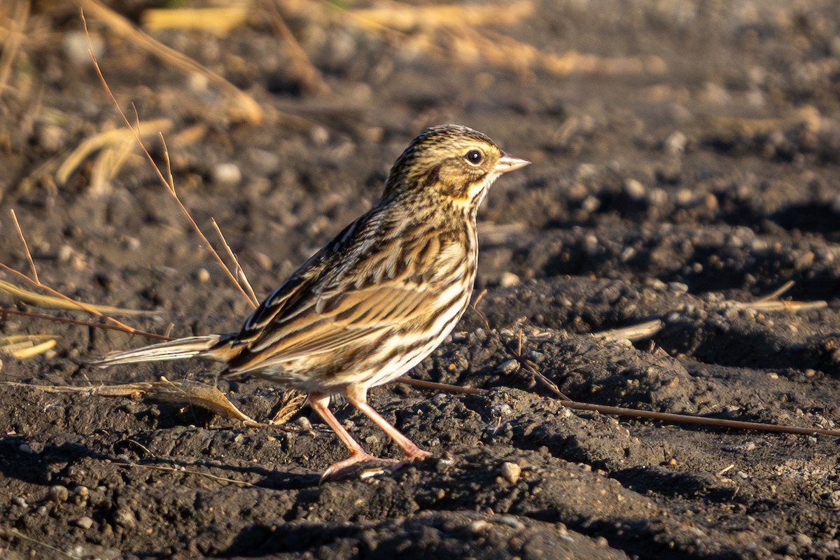 Savannah Sparrow - ML645293563