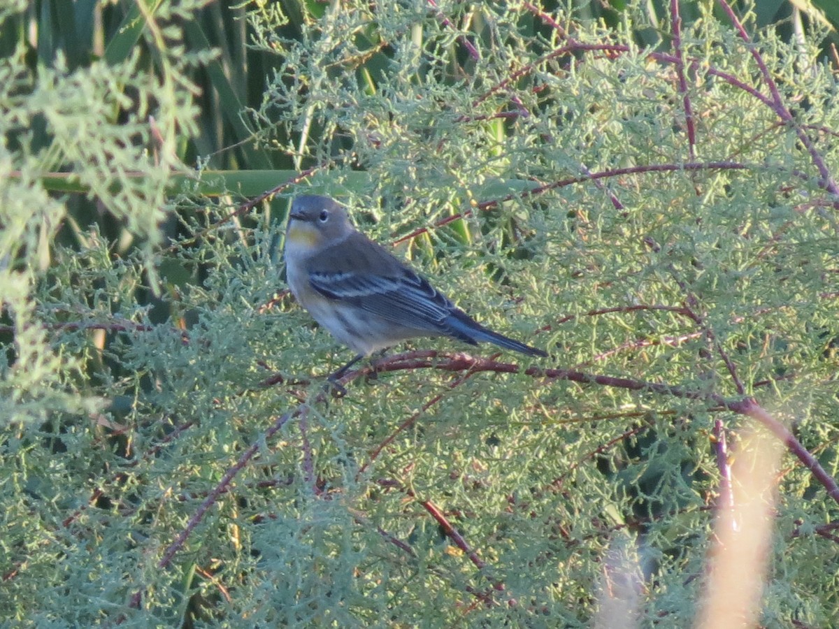 Yellow-rumped Warbler (Audubon's) - ML645293565