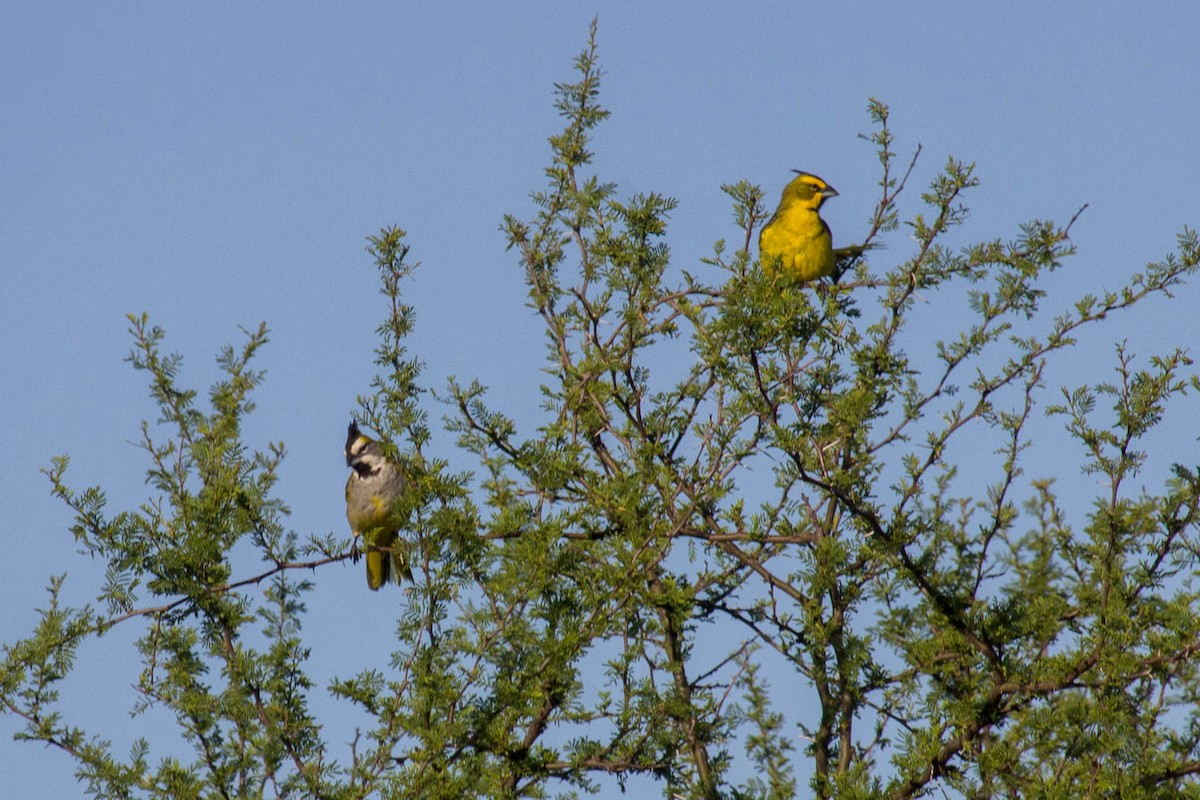 Пароарія жовта - ML645293566