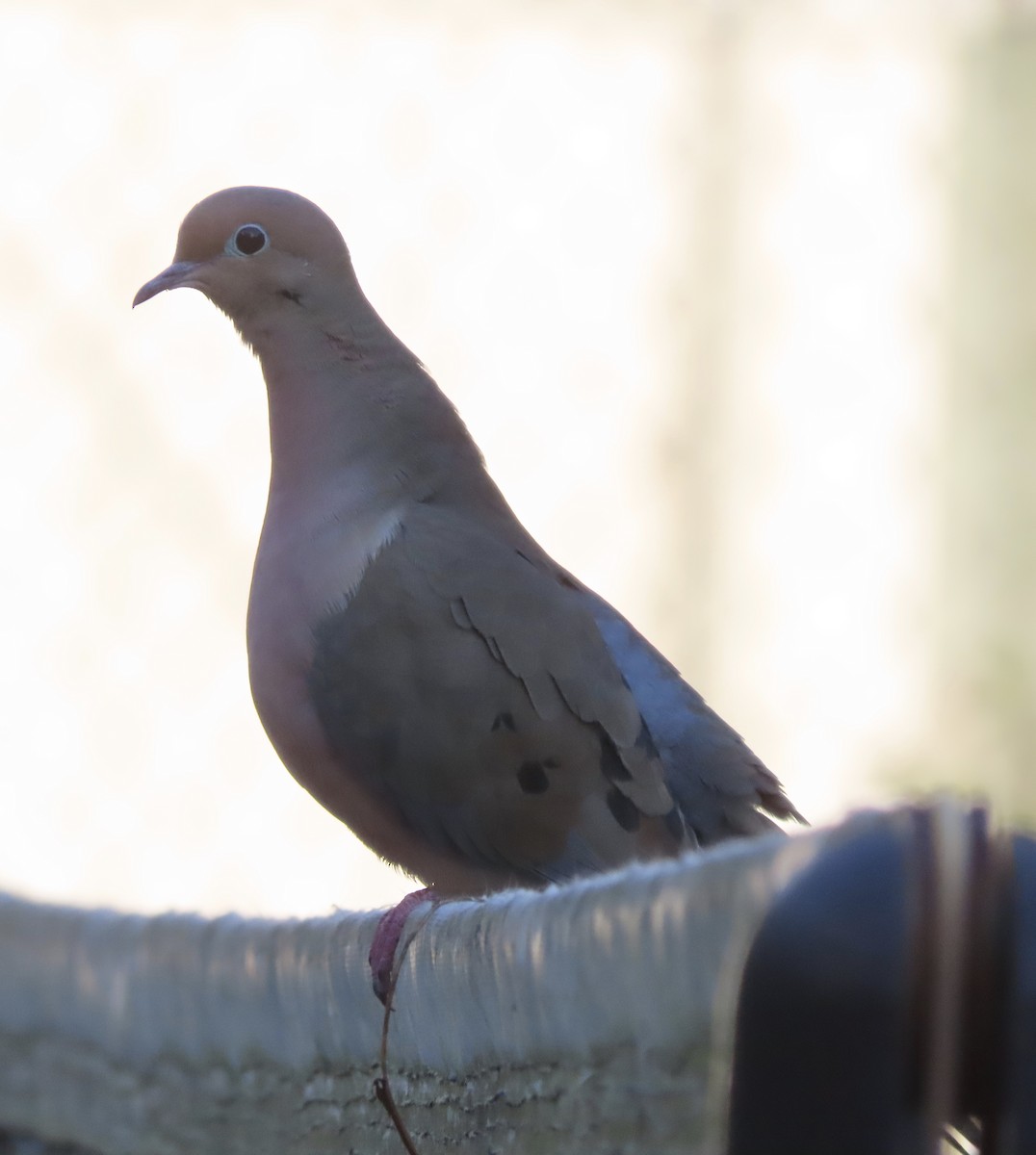 Mourning Dove - ML645293576