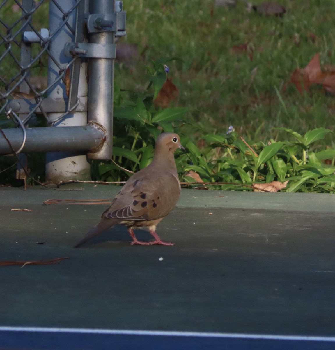 Mourning Dove - ML645293578