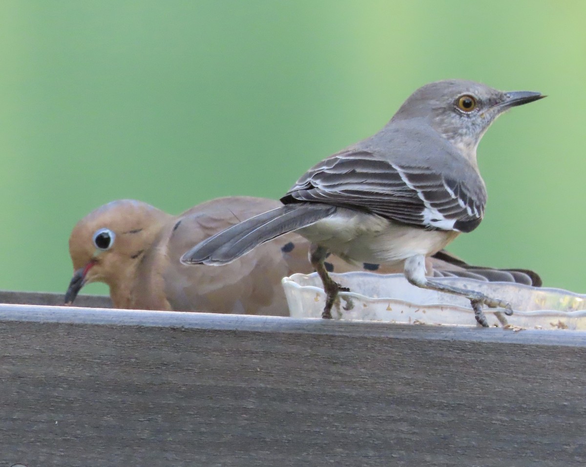 Mourning Dove - ML645293579