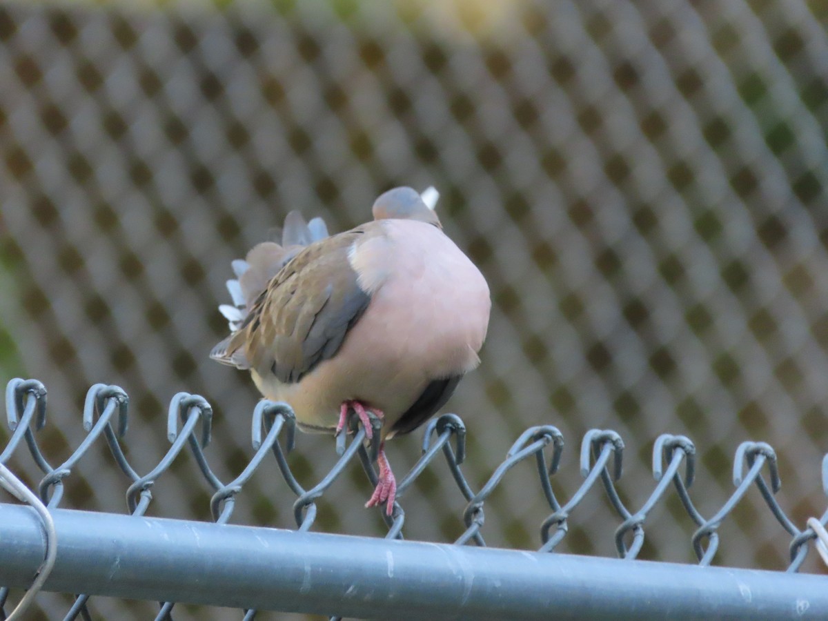 Mourning Dove - ML645293580