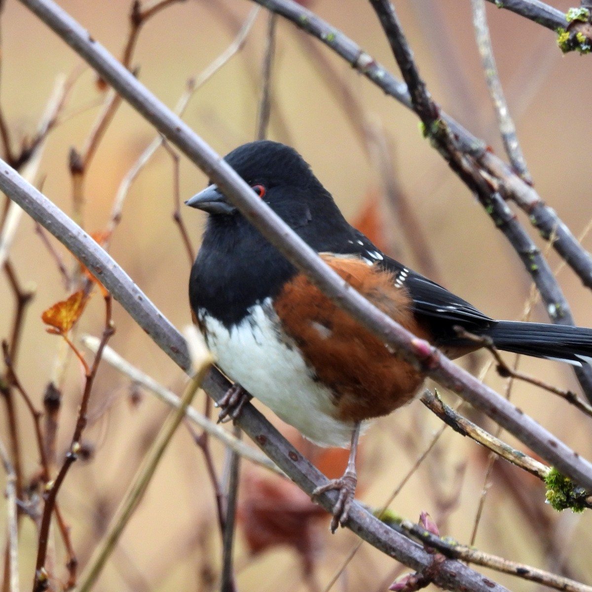 Spotted Towhee - ML645293605