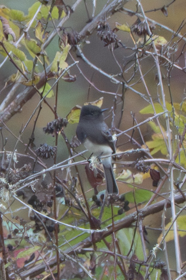 Black Phoebe - ML645293606
