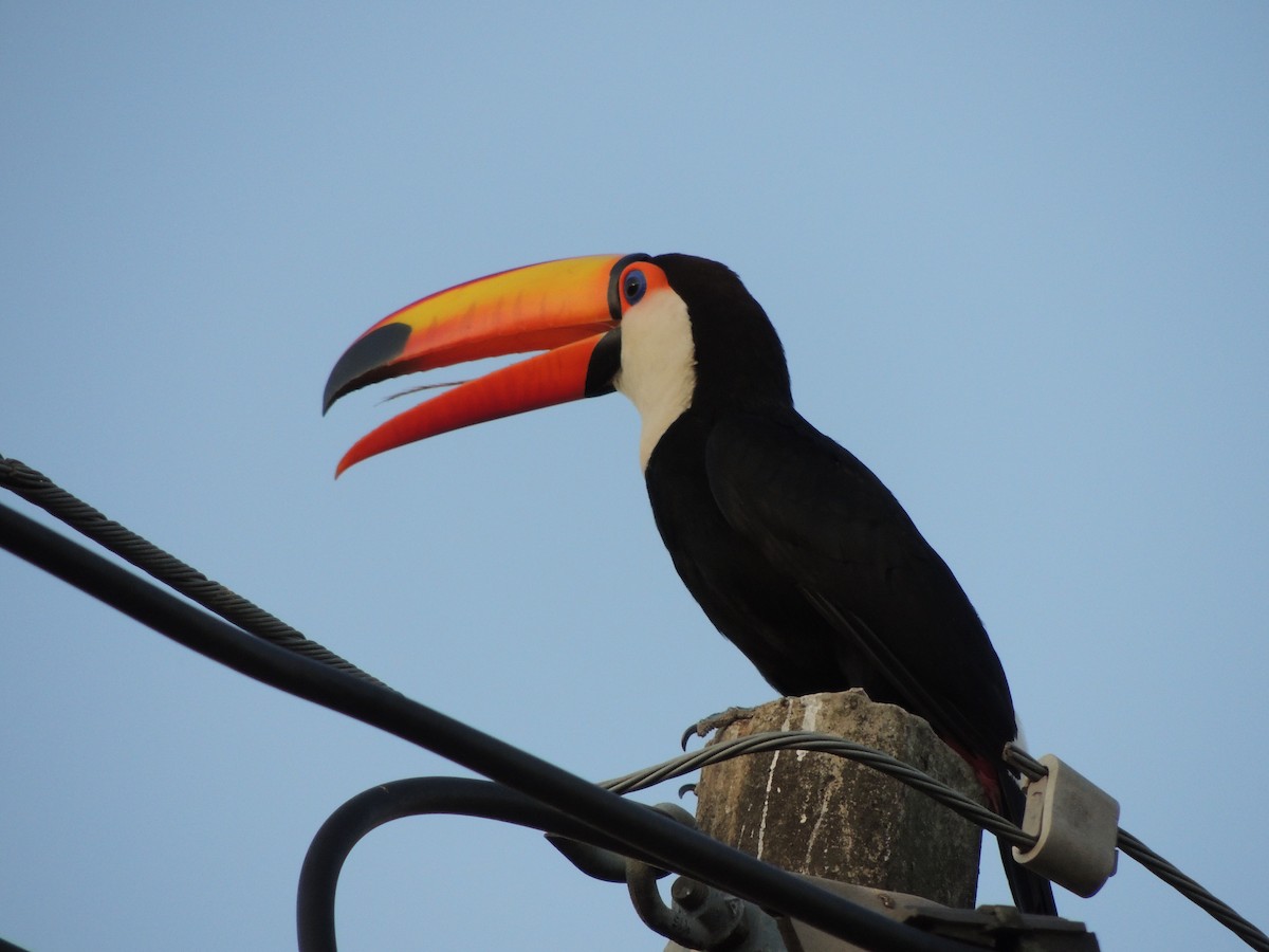 Toco Toucan - ML645293631