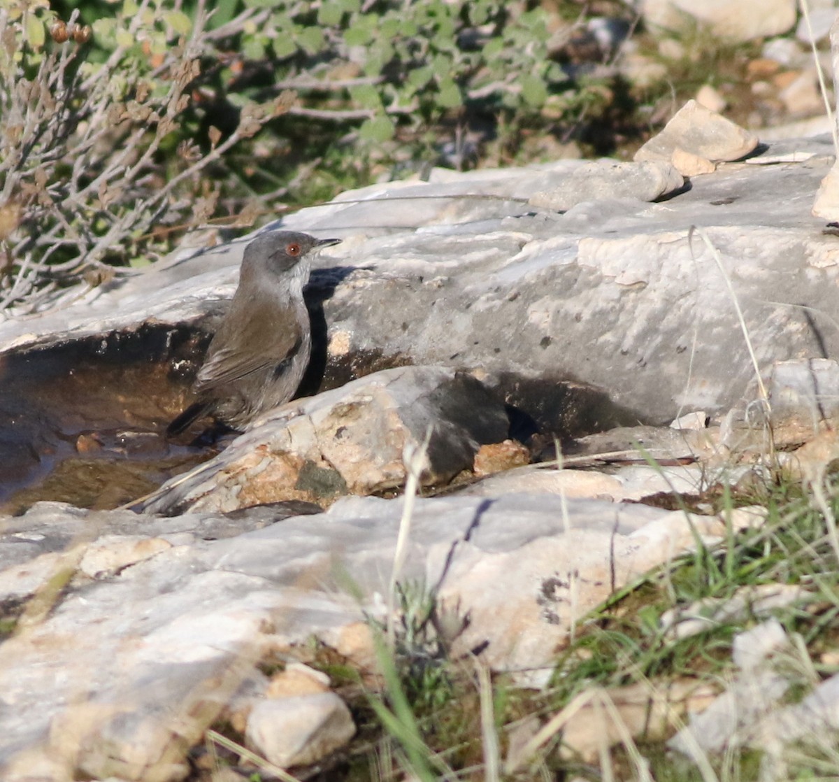 Sardinian Warbler - ML645293643