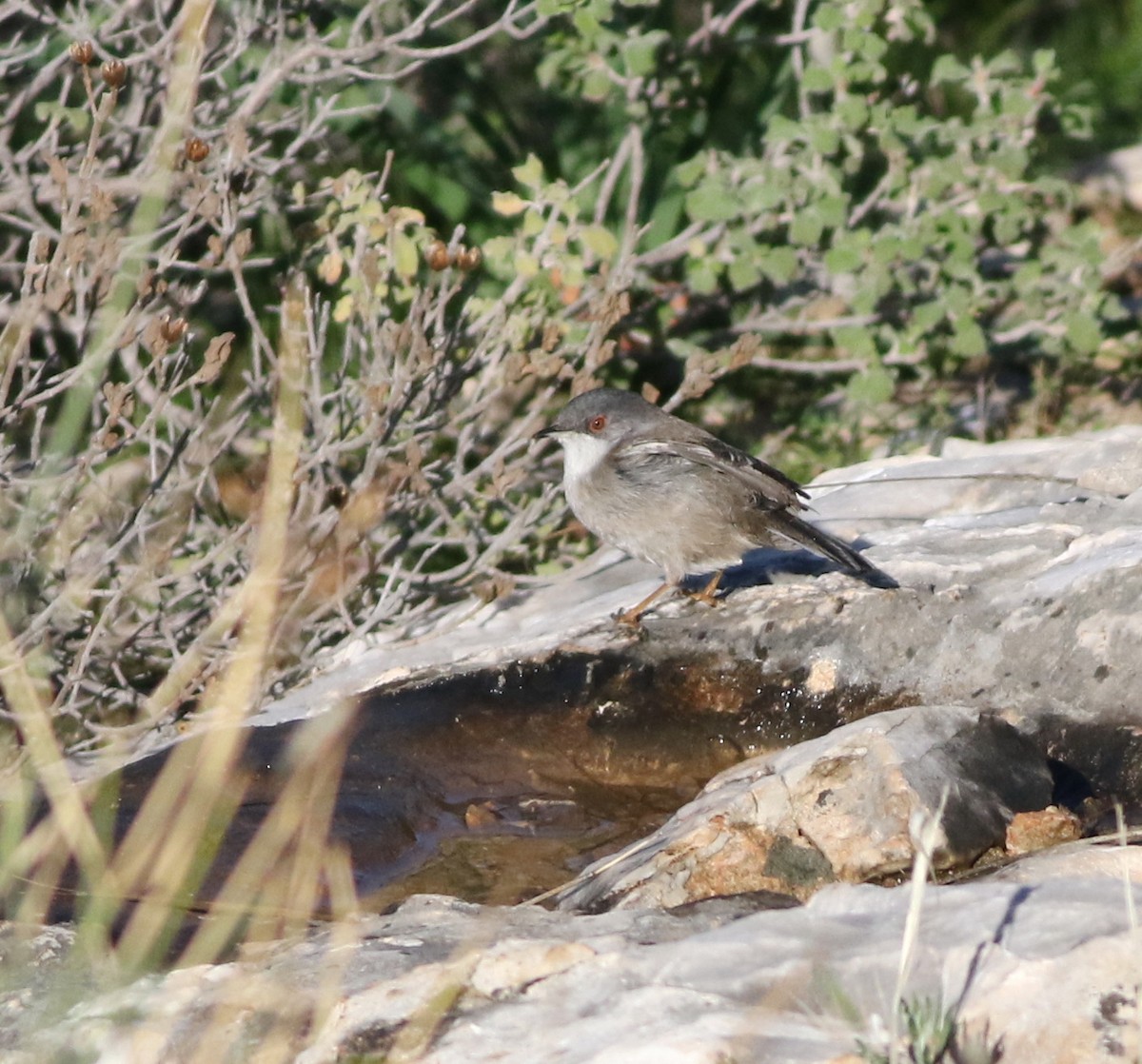 Sardinian Warbler - ML645293644