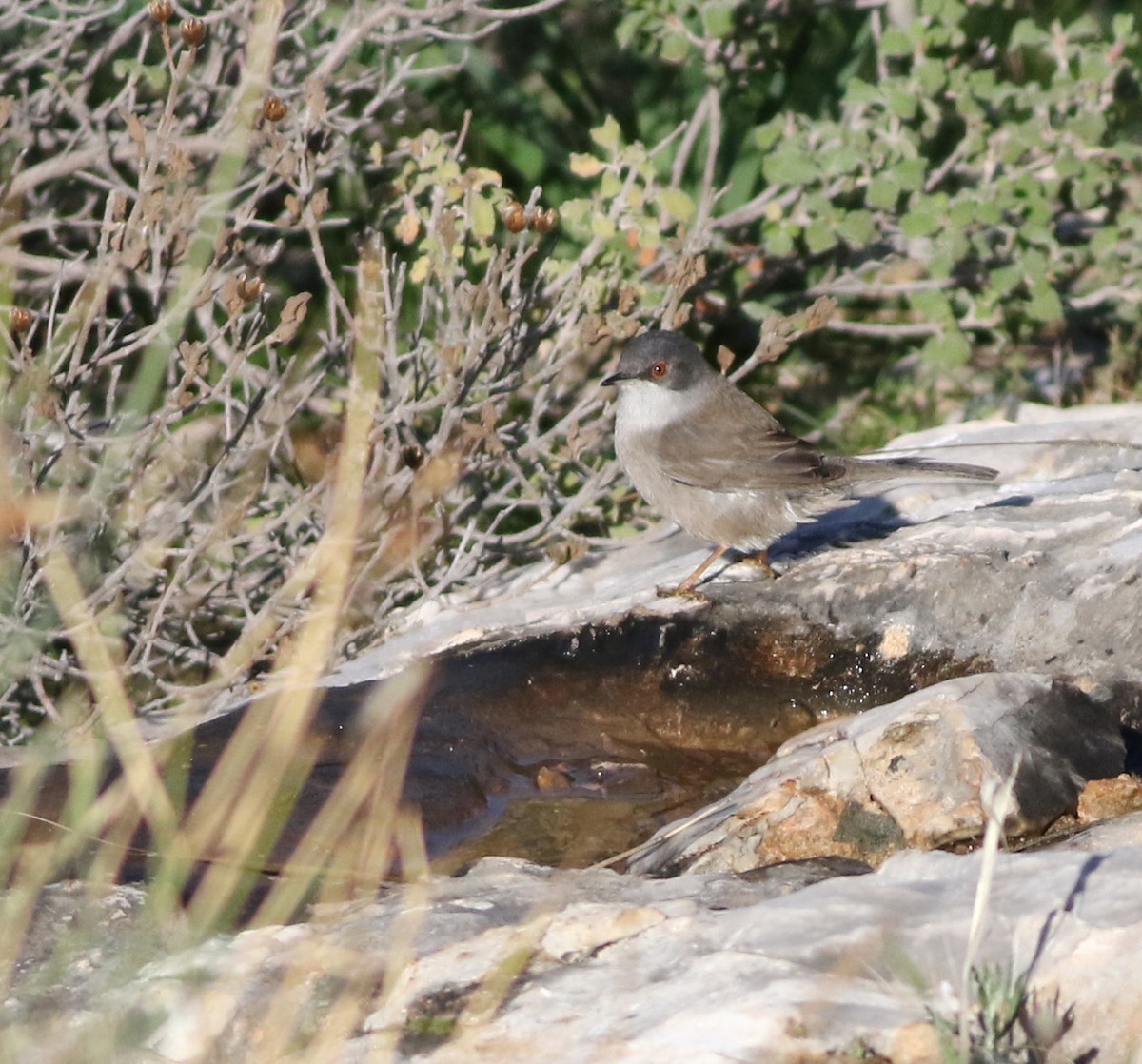 Sardinian Warbler - ML645293645