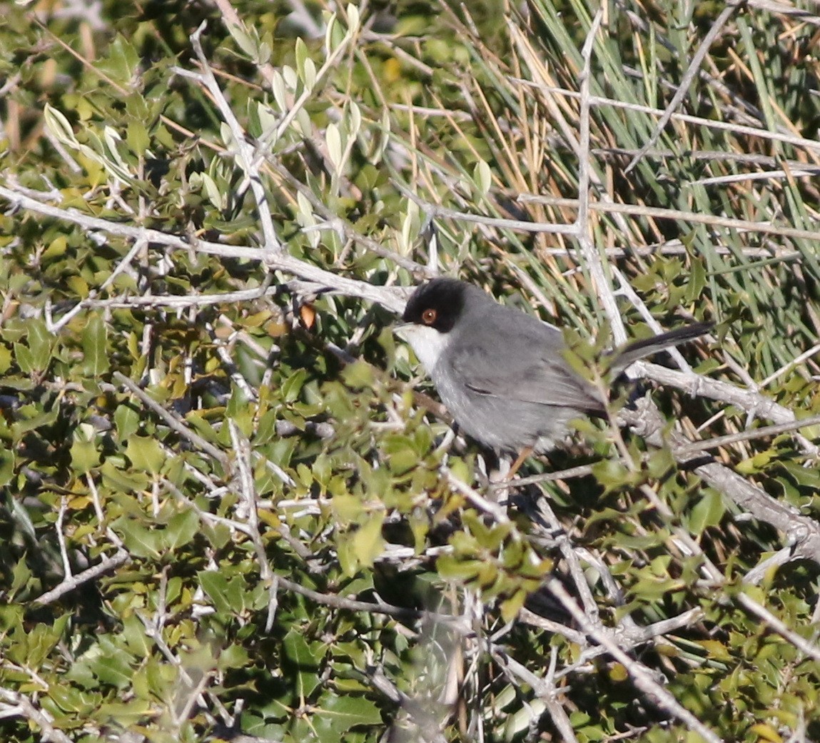 Sardinian Warbler - ML645293646