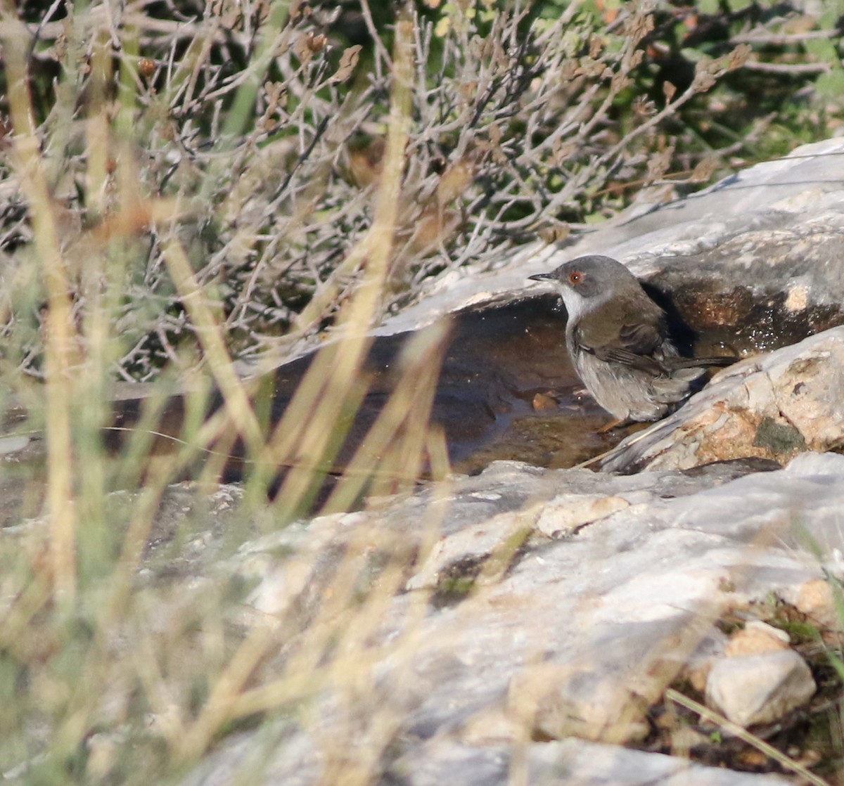 Sardinian Warbler - ML645293647