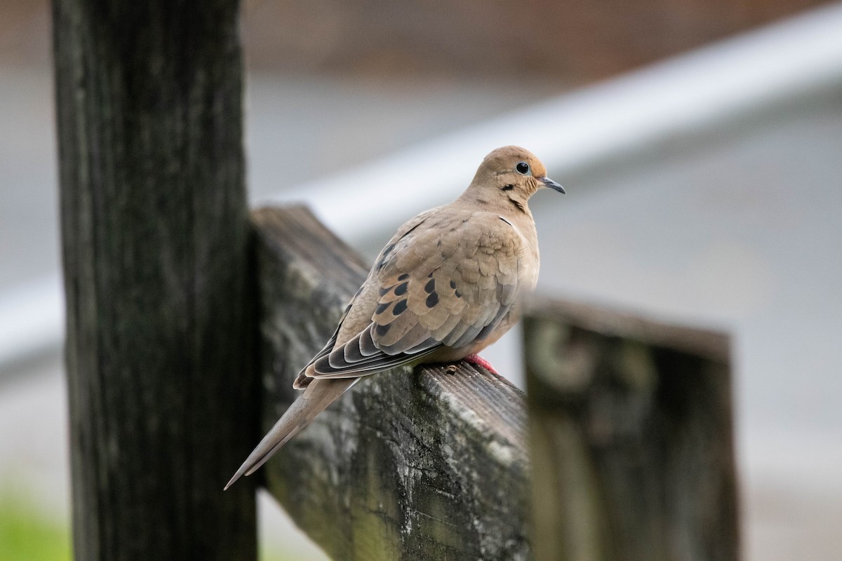 Mourning Dove - ML645293648