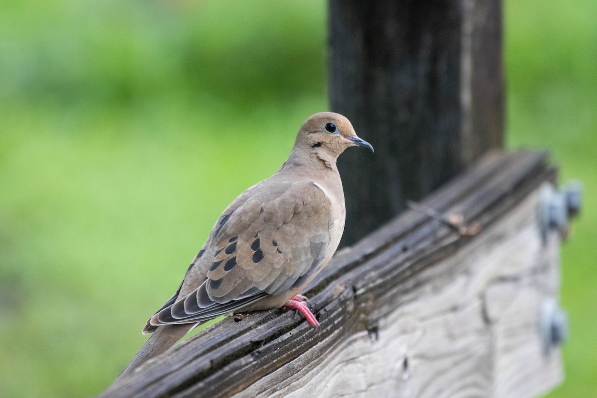 Mourning Dove - ML645293649