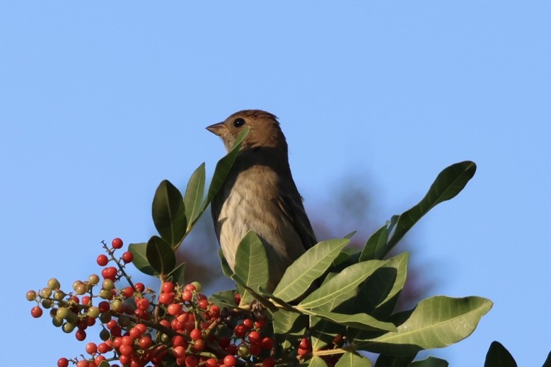 Indigo Bunting - ML645293651