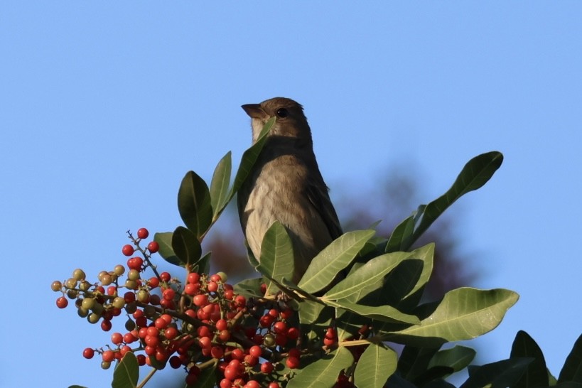 Indigo Bunting - ML645293652