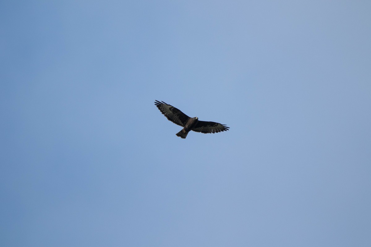 Short-tailed Hawk - ML645293656