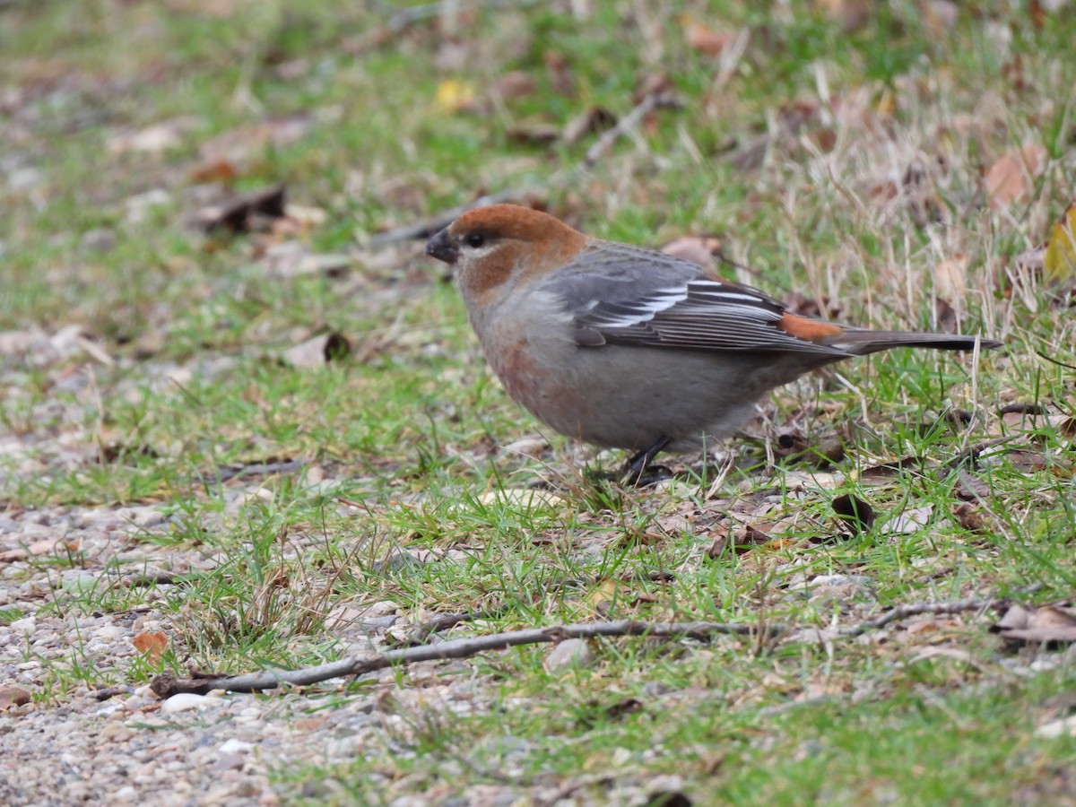 Tayga Çütresi - ML645293660