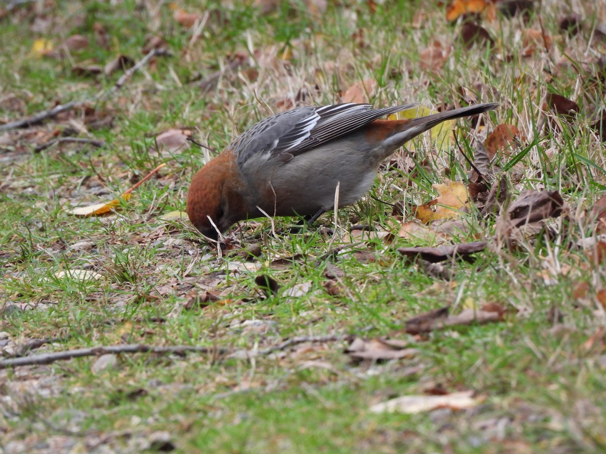 Tayga Çütresi - ML645293664