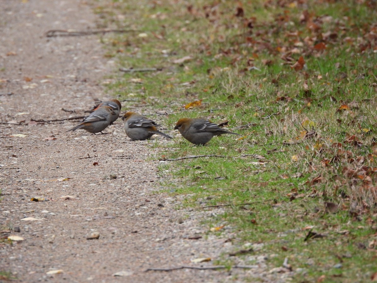 Tayga Çütresi - ML645293665