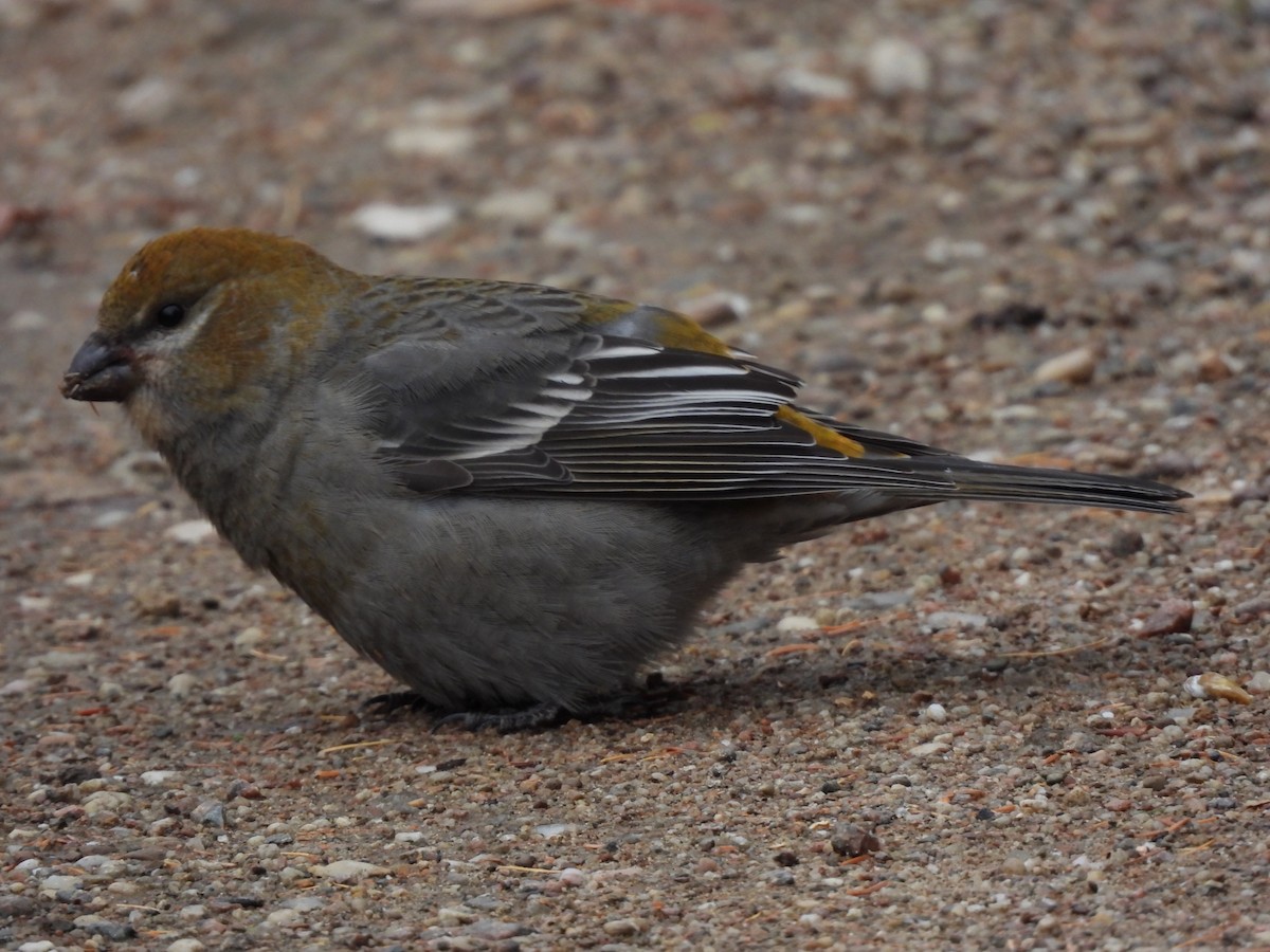 Tayga Çütresi - ML645293666