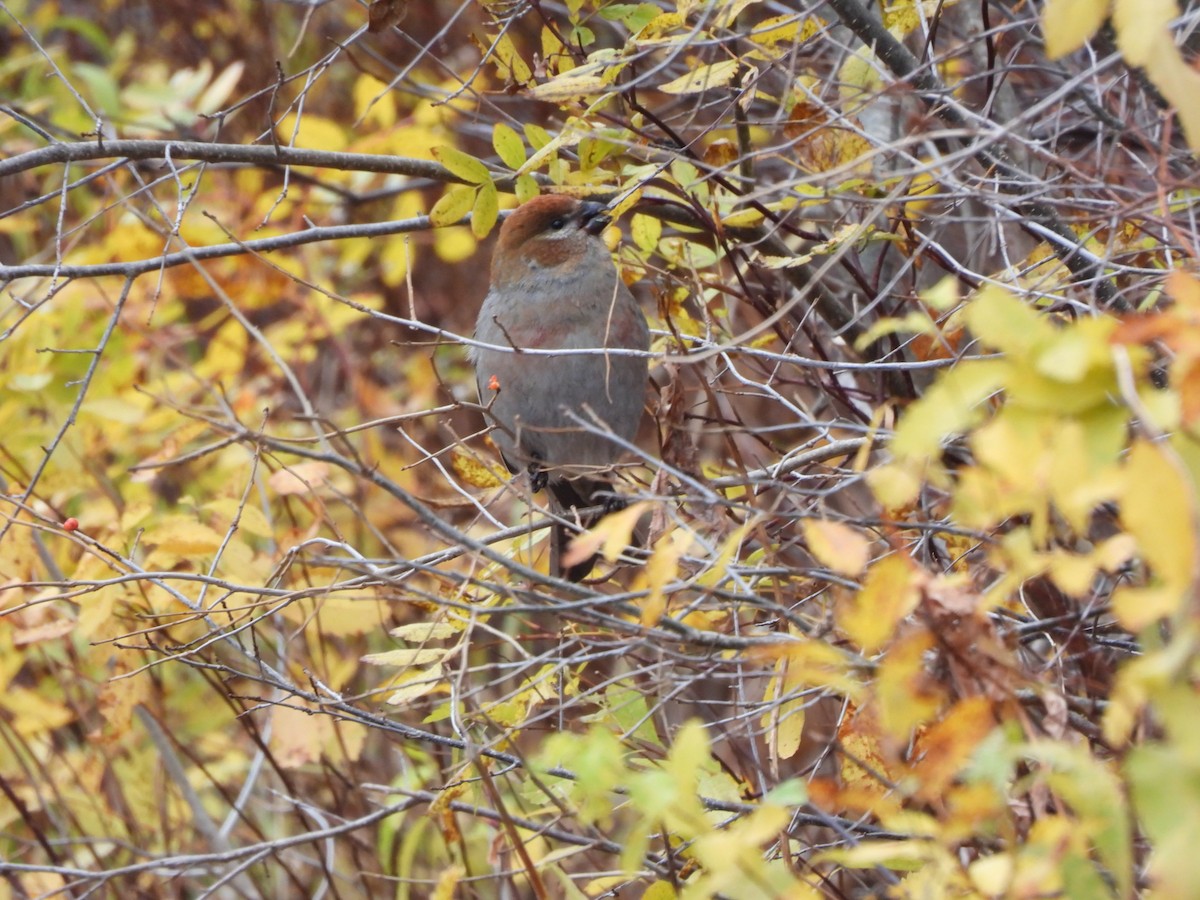 Tayga Çütresi - ML645293668