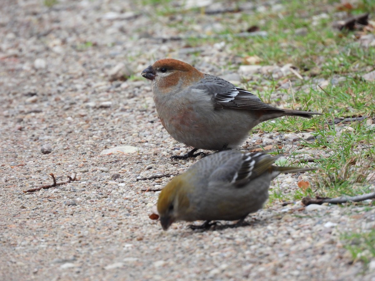 Tayga Çütresi - ML645293669