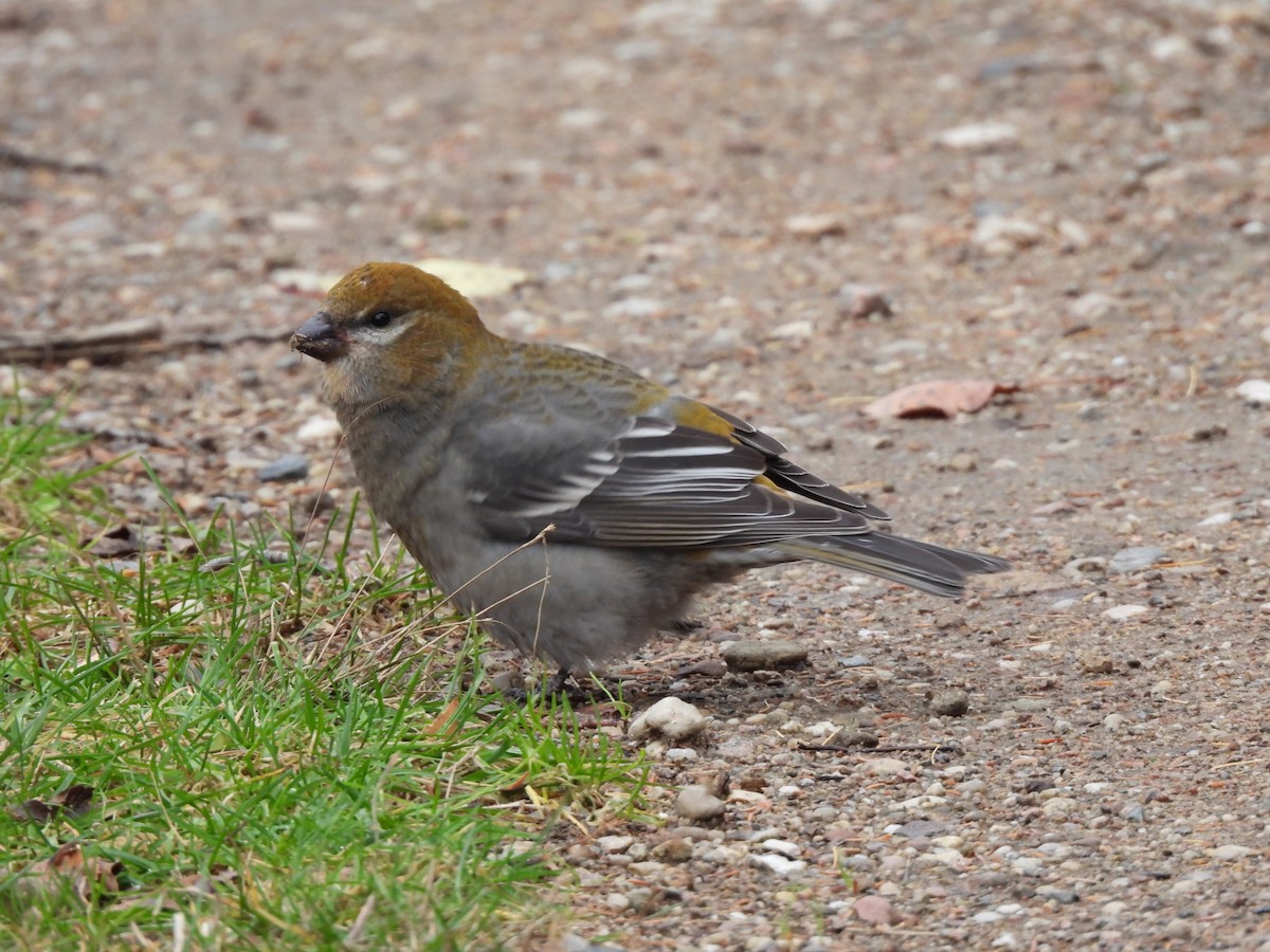 Tayga Çütresi - ML645293670
