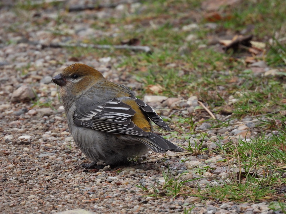 Tayga Çütresi - ML645293672