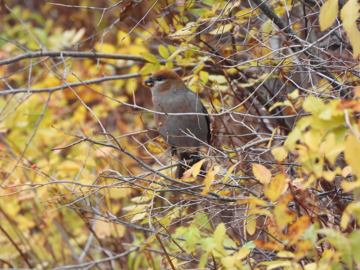 Tayga Çütresi - ML645293673