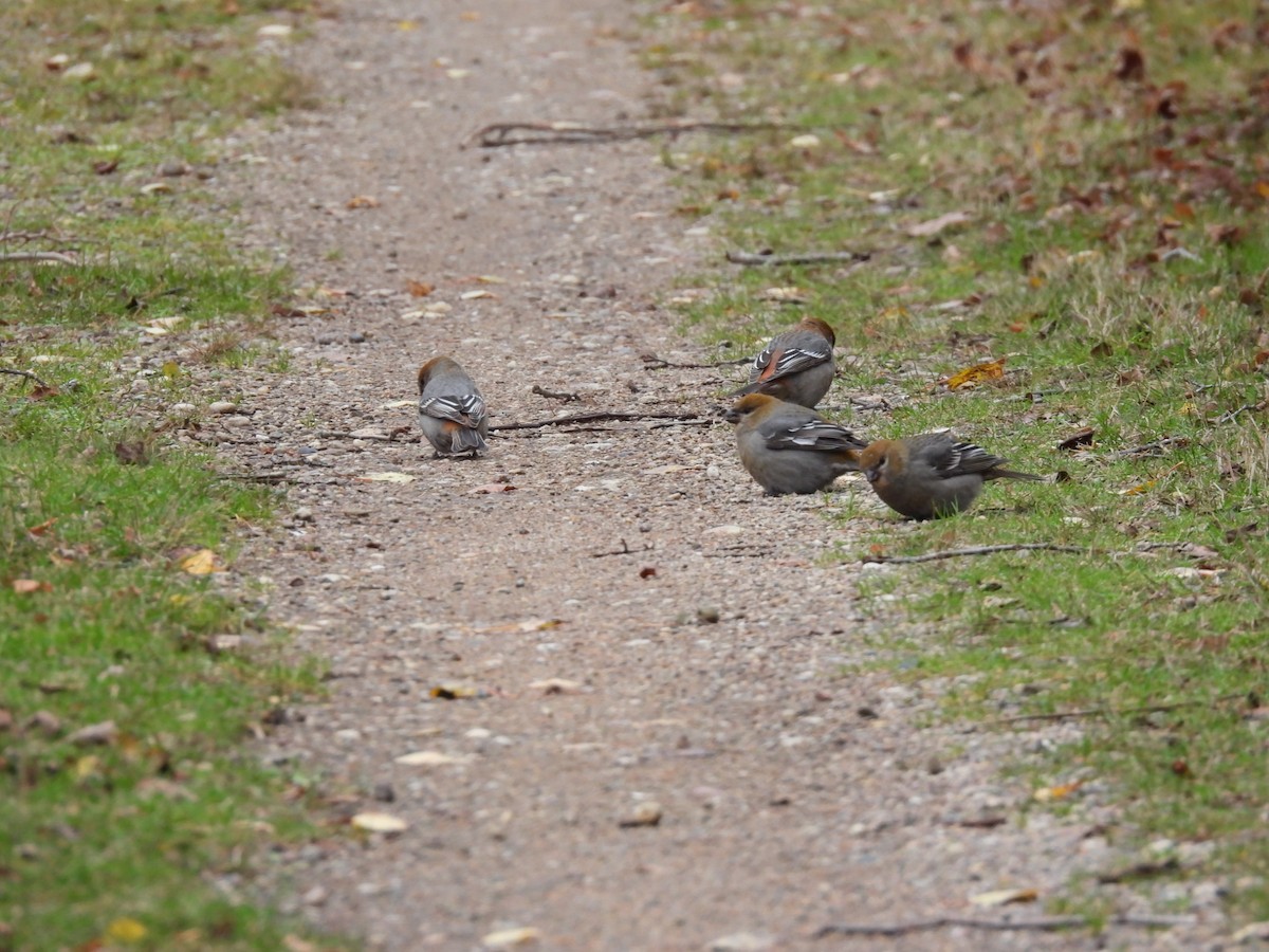 Tayga Çütresi - ML645293674