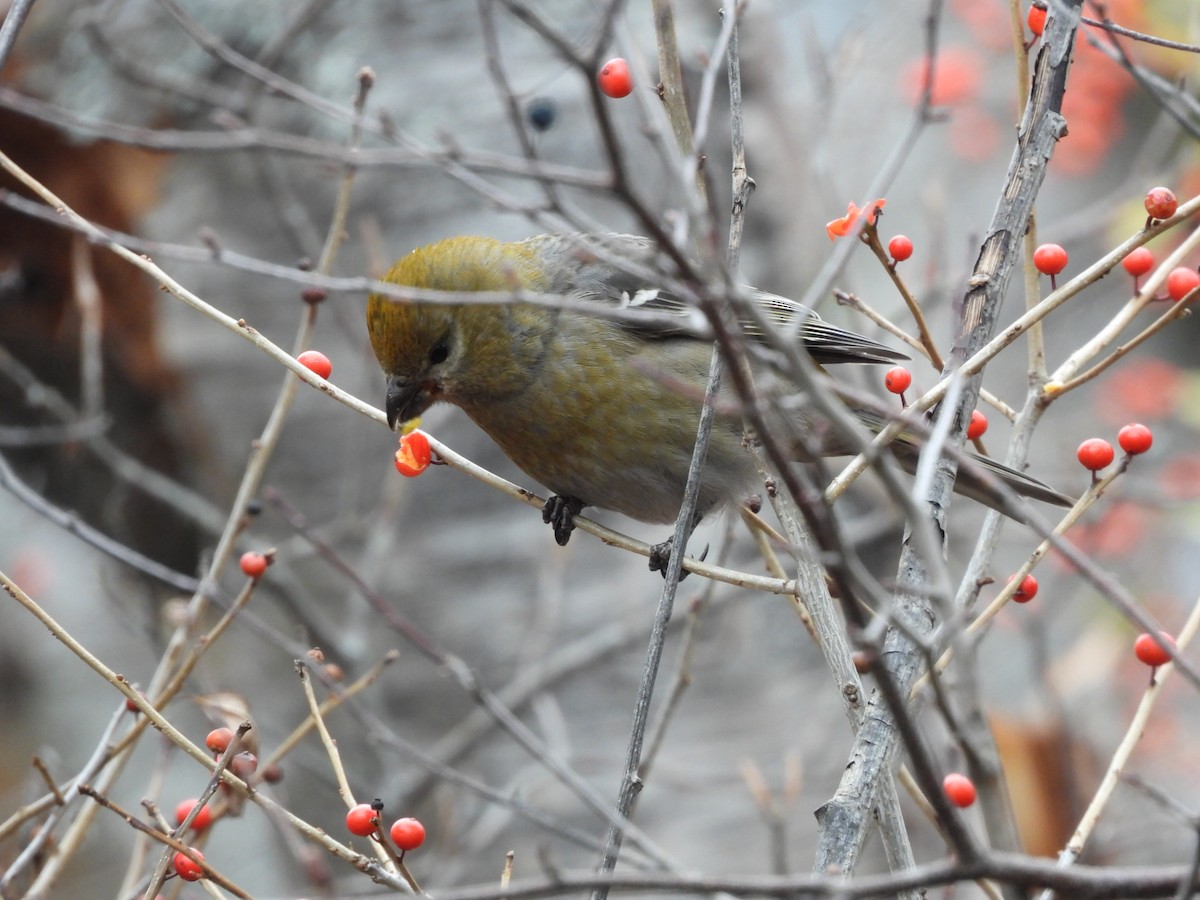 Tayga Çütresi - ML645293676