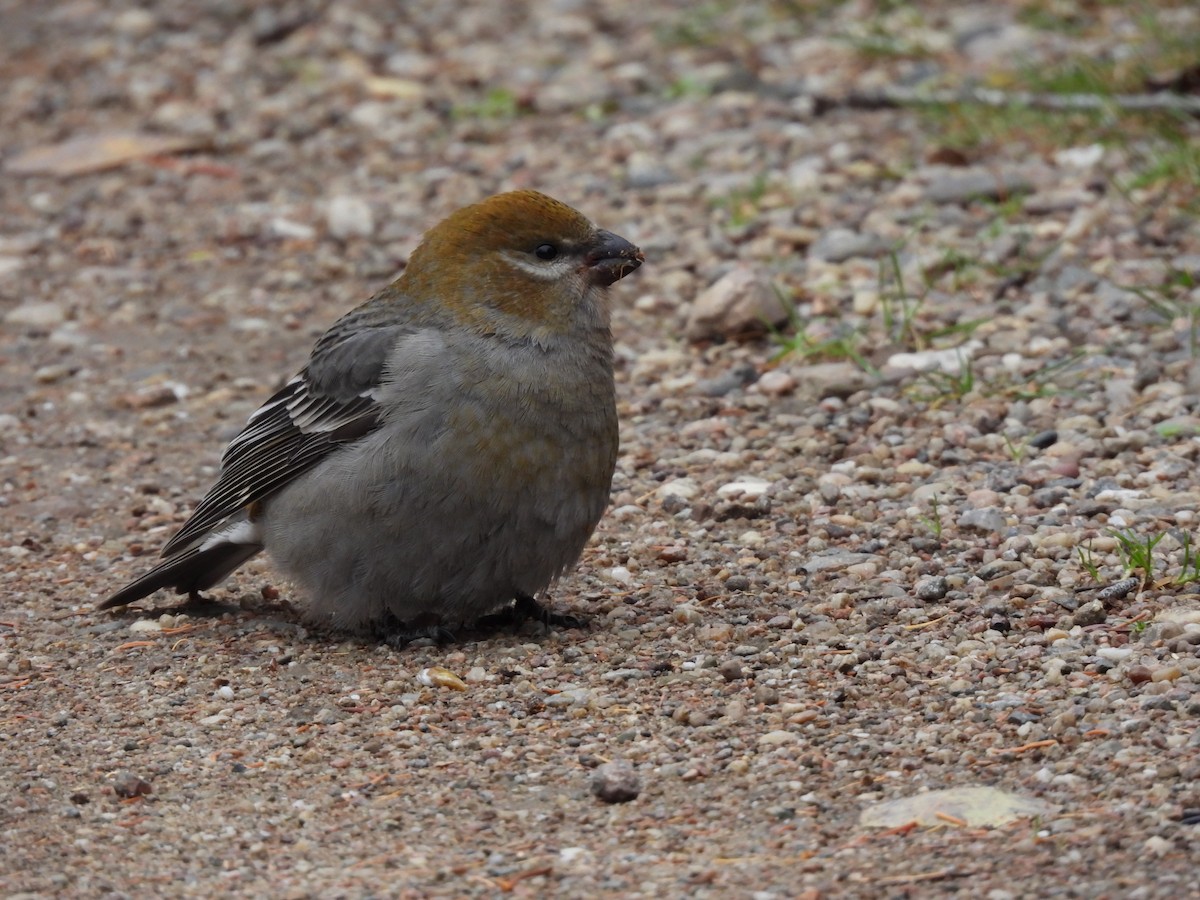 Tayga Çütresi - ML645293677
